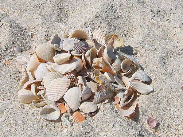Siesta Key isherman's Cove Shell