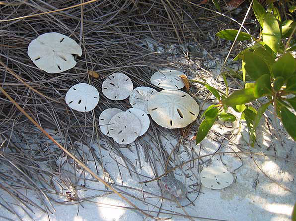 Siesta Key Fisherman's Cove Shells